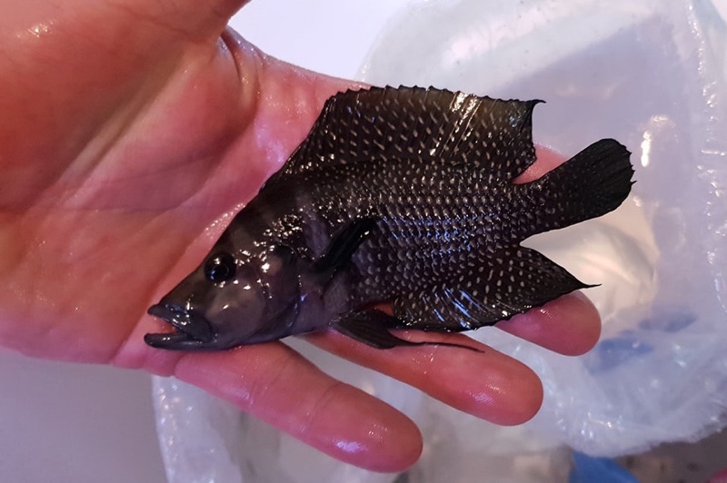 Altolamprologus calvus 'Mtoto'